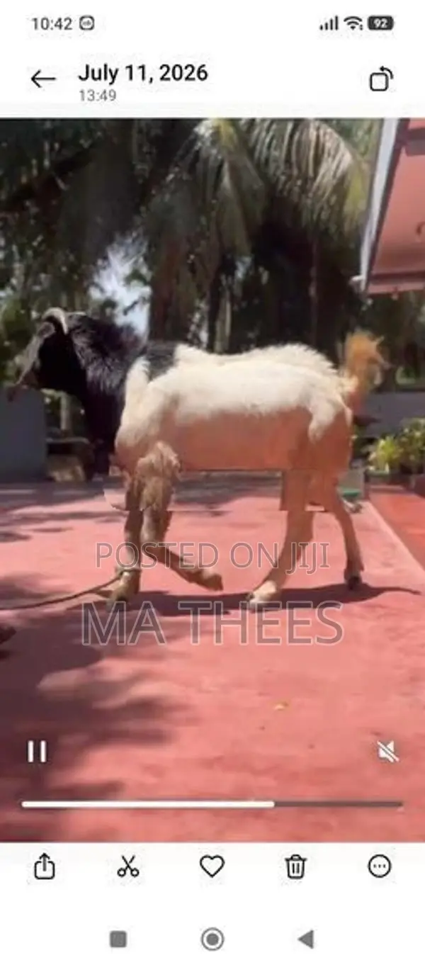 Bore male goat