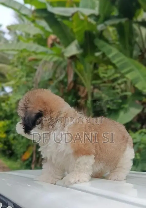 shih tzu