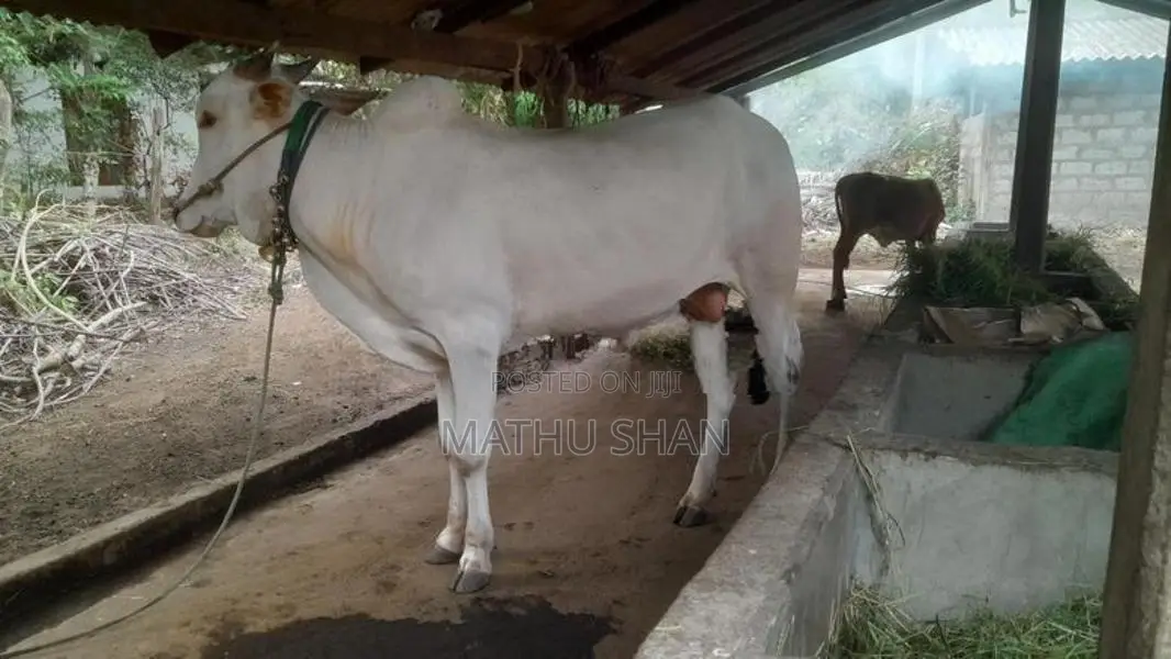 Farm Cow