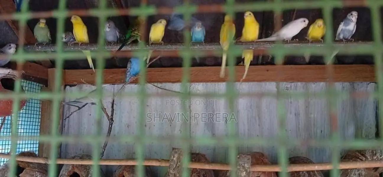 Love Birds