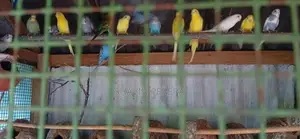 Love Birds