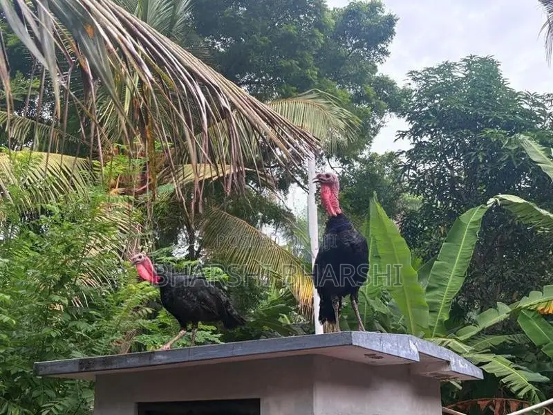 Turkey ken