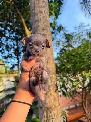Chihuahua puppies