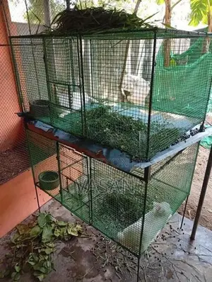 Rabbit pair with cage