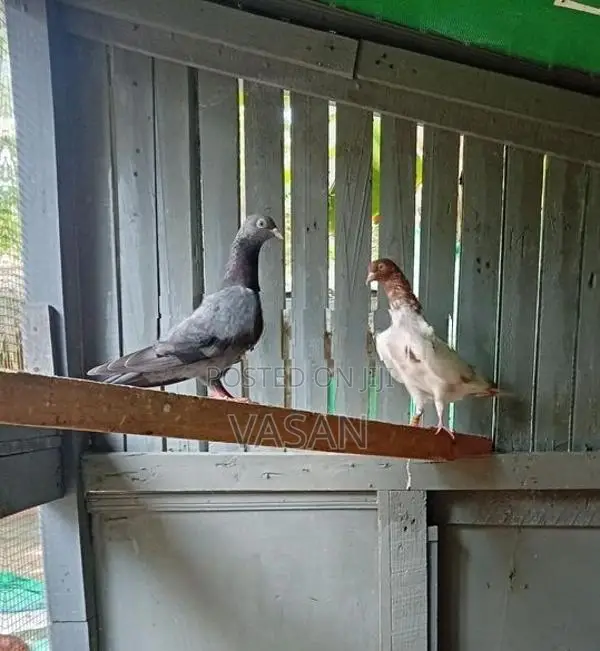 timing pigeons
