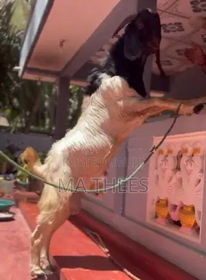 Bore male goat