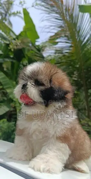 shih tzu