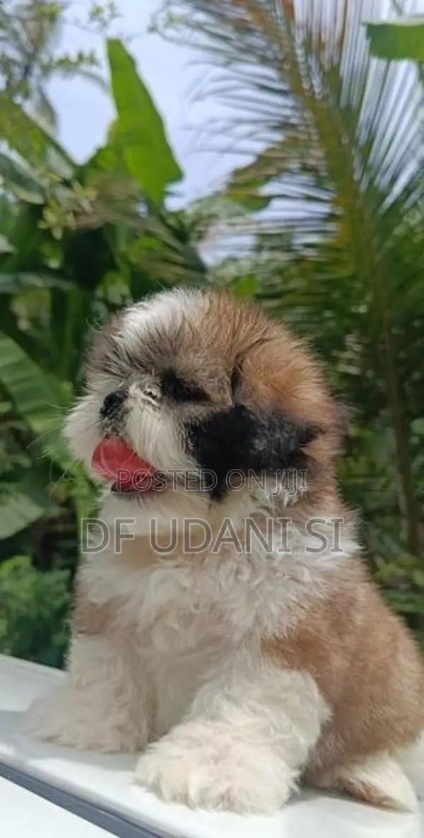 shih tzu