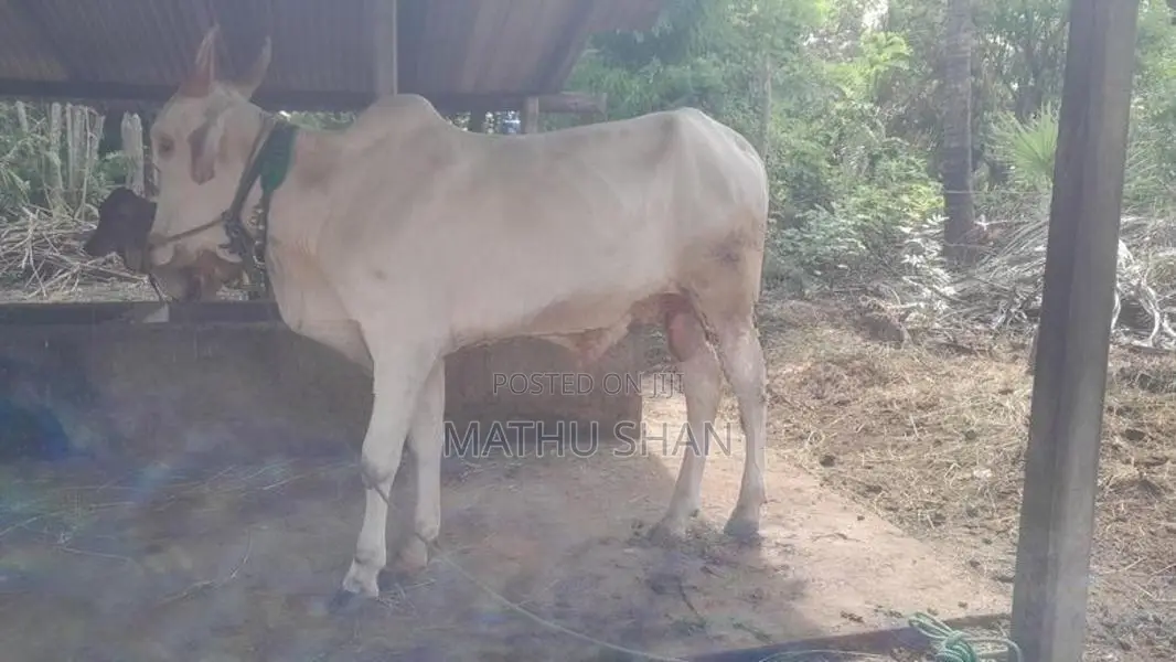 Farm Cow
