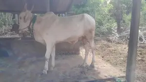 Farm Cow