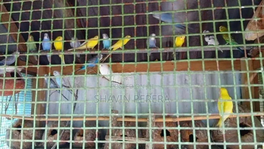 Love Birds