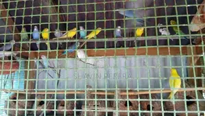 Love Birds