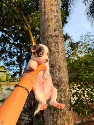 Chihuahua puppies