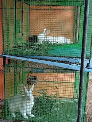 Rabbit pair with cage