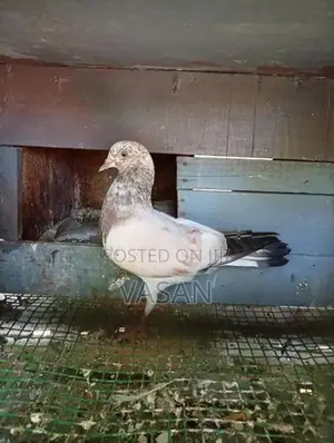 timing pigeons