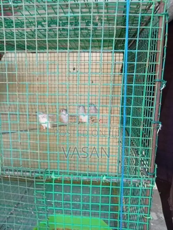 Finches Pair