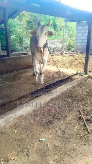 Farm Cow