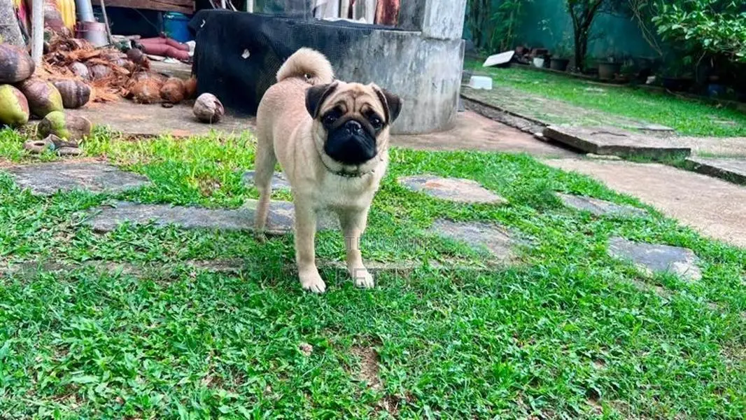 Pug Female 9 months old