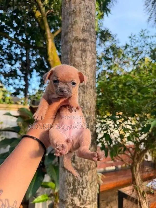 Chihuahua puppies
