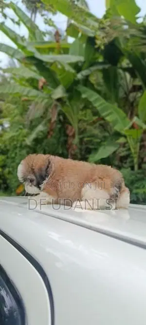 shih tzu