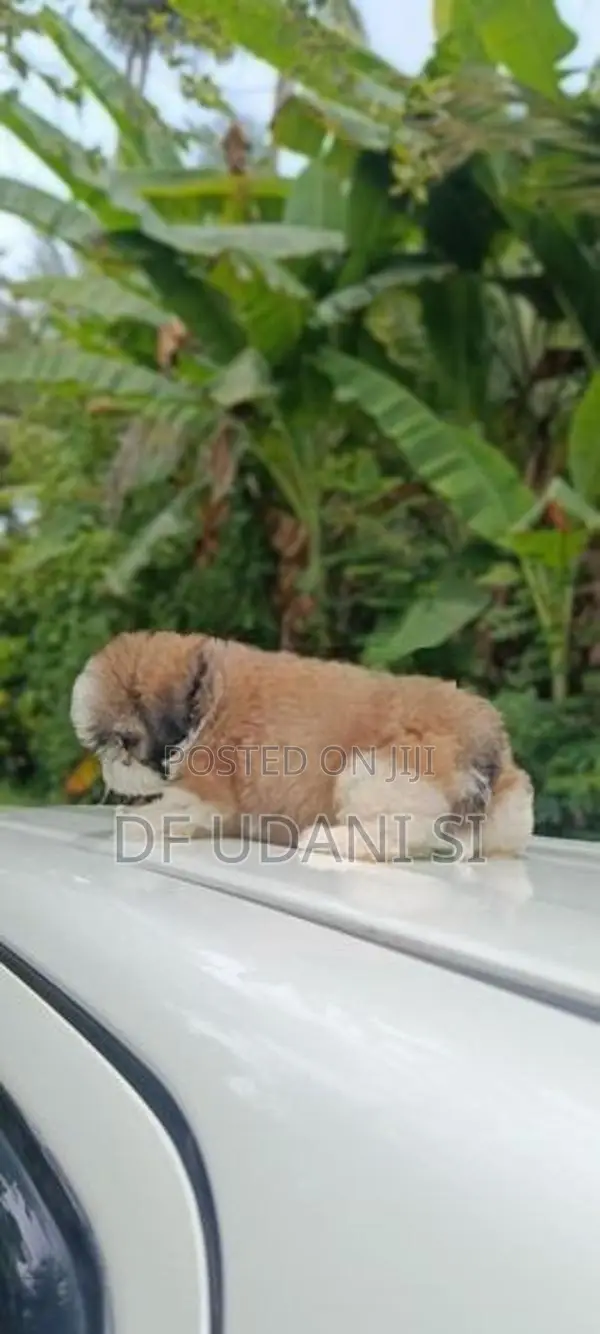 shih tzu