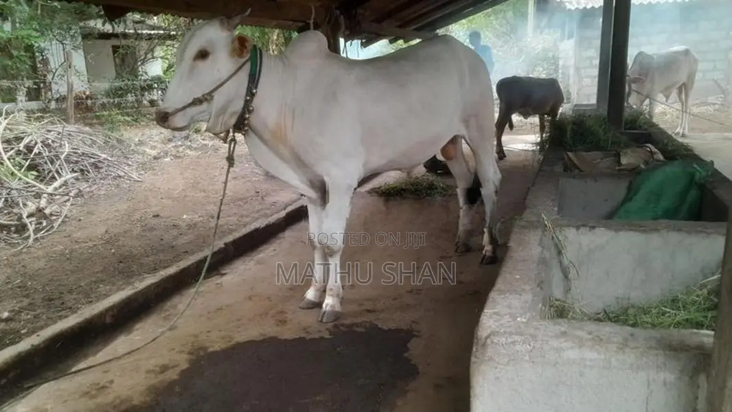 Farm Cow