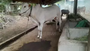 Farm Cow