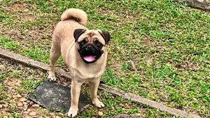 Pug Female 9 months old
