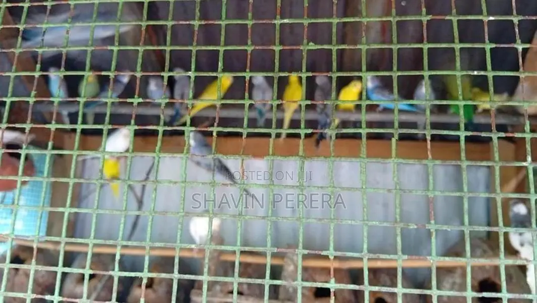 Love Birds