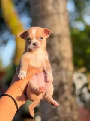 Chihuahua puppies