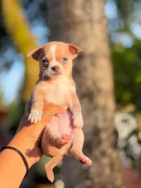 Chihuahua puppies