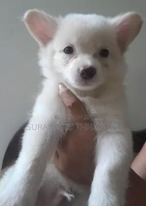Pomeranian Dog