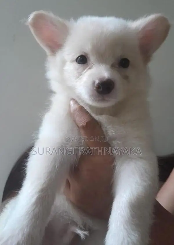 Pomeranian Dog