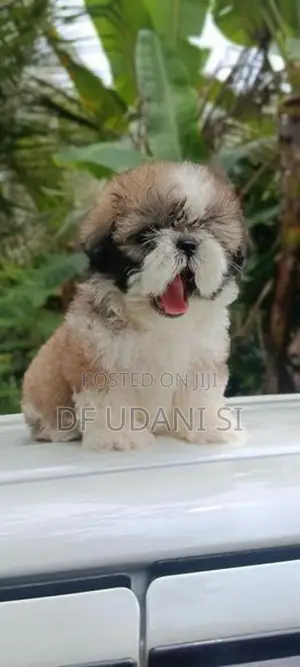 shih tzu