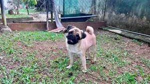 Pug Female 9 months old