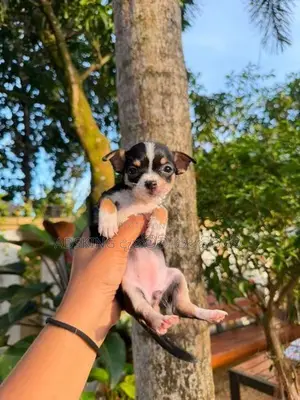 Chihuahua puppies