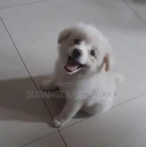 Pomeranian Dog