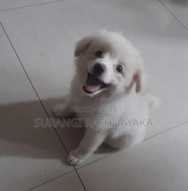 Pomeranian Dog
