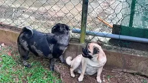 Pug Female 9 months old