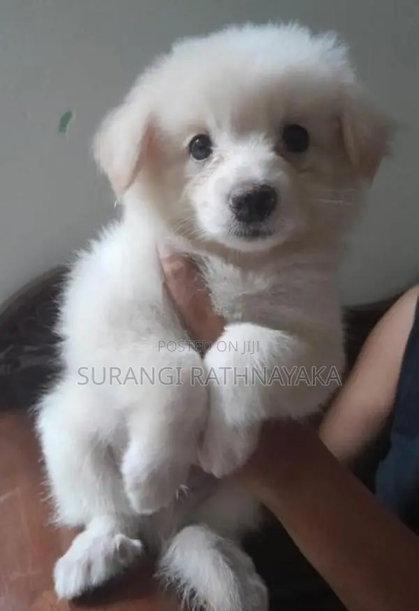 Pomeranian Dog