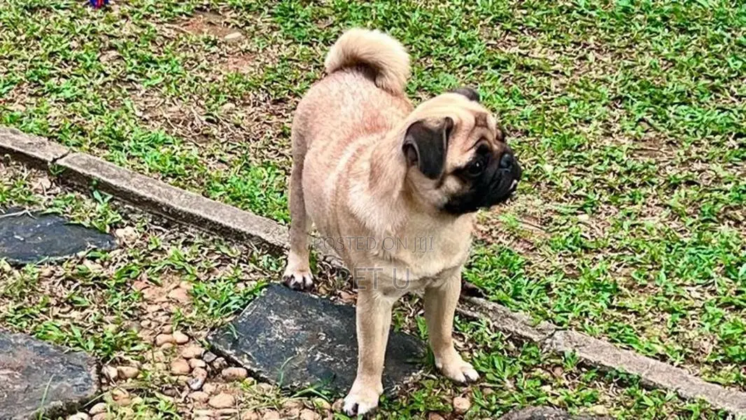 Pug Female 9 months old