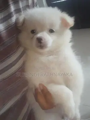 Pomeranian Dog