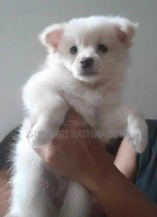 Pomeranian Dog