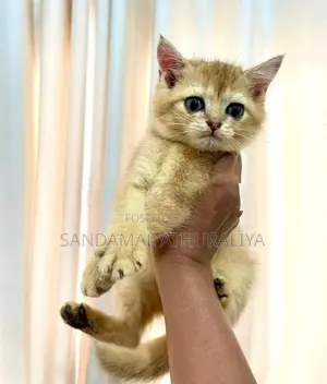 British shorthair kittens