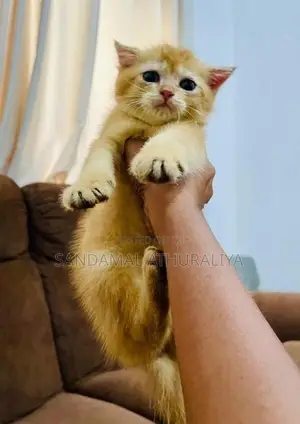 British shorthair kittens