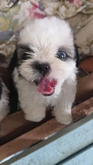 shihtzu puppy ( mini )