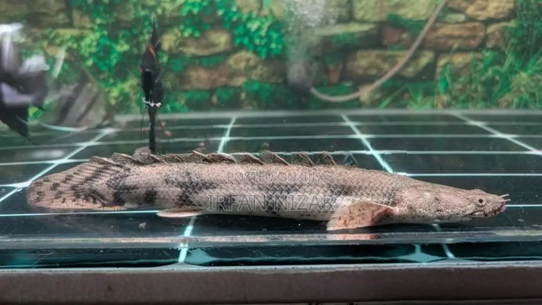Endlicheri Bichir
