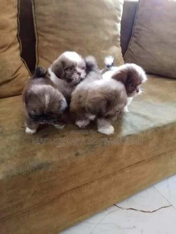 Shih Tzu Puppies