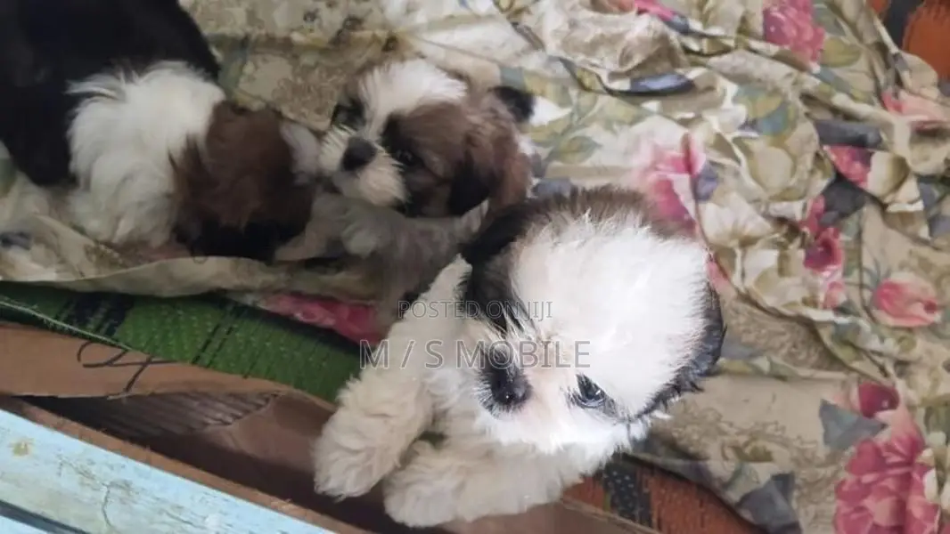 shihtzu puppy ( mini )