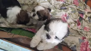shihtzu puppy ( mini )